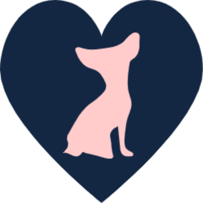 Cholula the Chihuahua